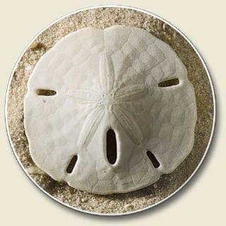 Sand Dollar Auto Coaster - Single Coaster for Your Car