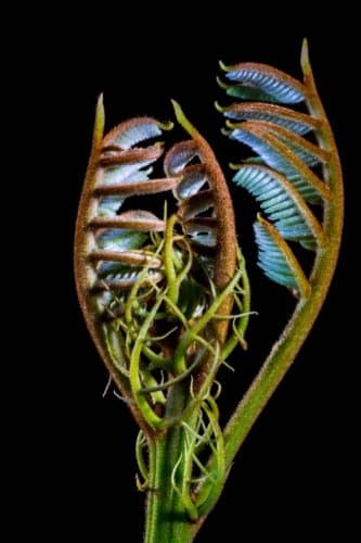 Young Fern Shoots Leaves Journal: Take Notes, Write Down Memories in this 150 Page Lined Journal Paperback – October 3, 2017