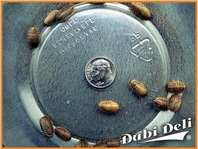 Small (1/2"): 3 grams (average count 25) Blaptica dubia
