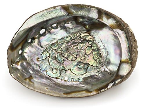 ARTEMISTORE Abalone Shell (5")