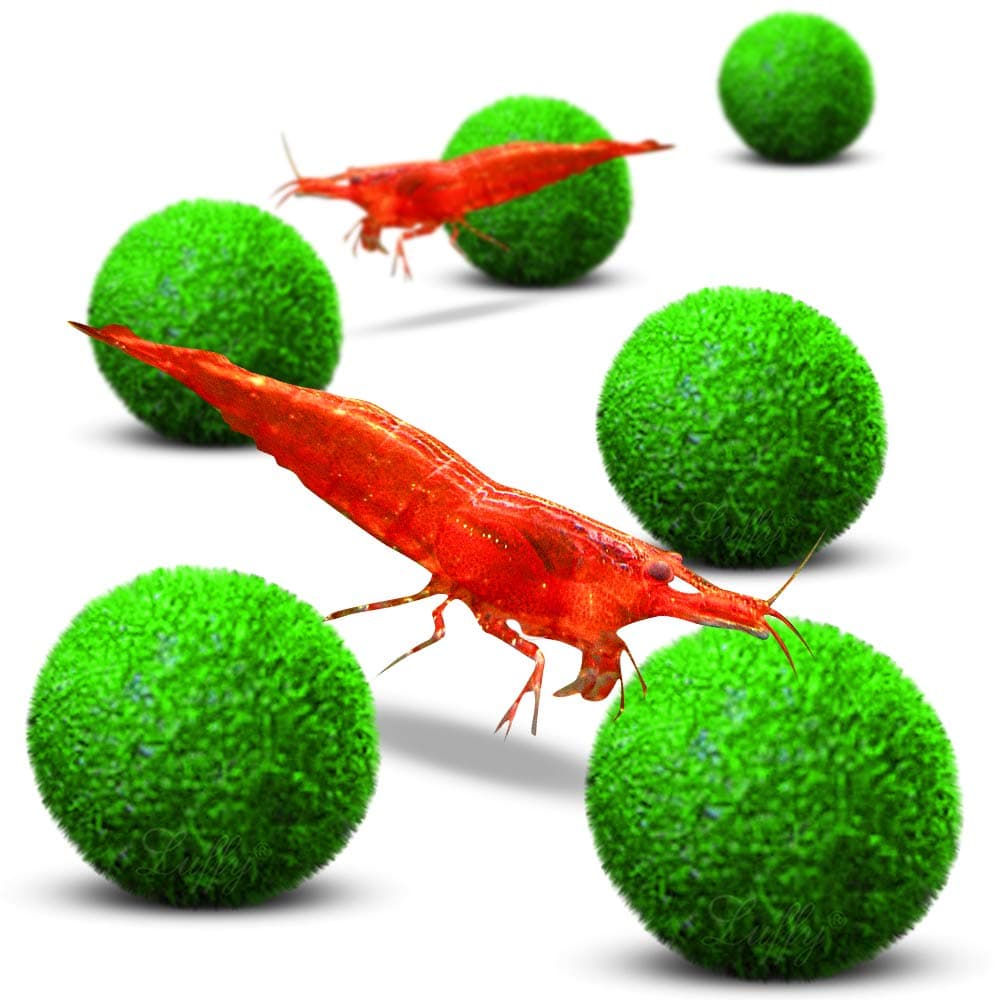 Luffy Nano Marimo Moss Balls