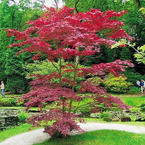 Japanese Acer palmatum Atropurpurea - 5 trees