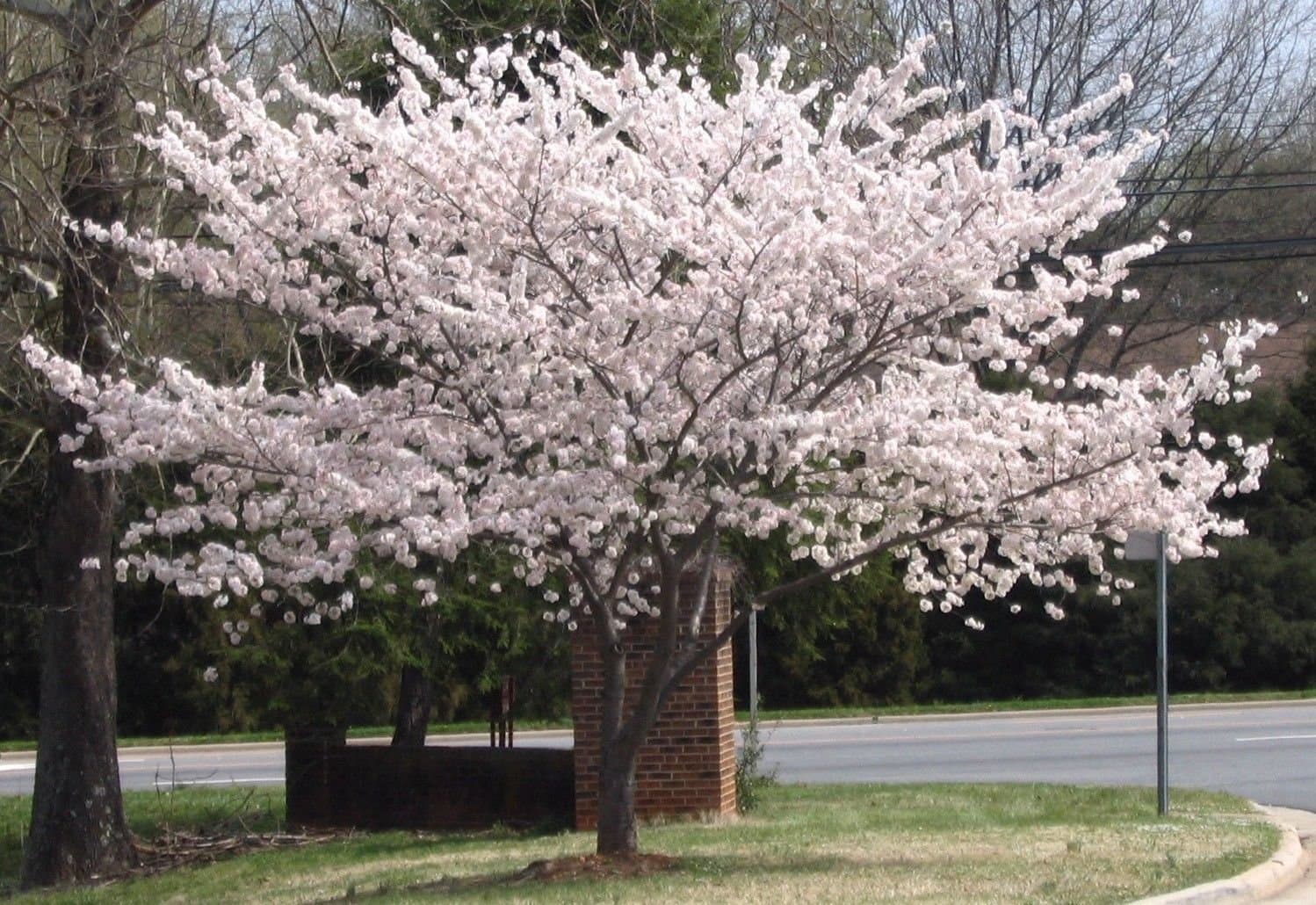 Yoshino Flowering Cherry Tree Plants 2 Pcs
