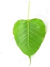 Fresh Peepal Tree Leaves/Pepal Ke Patte/Herbal Medicine/Ayurvedic (20 leaves)