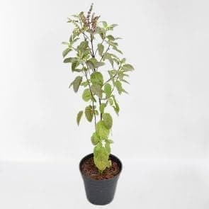 GREEN COLECTIONS Tulsi Live Ayurvedic Holy Basil Plant Krishna Bel Patra plant For Home Garden Real Rama Hari Shyama Indian Medicinal Herbal (Green and Black Plant)