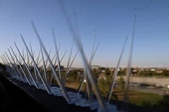 Bird-X Plastic Polycarbonate Bird Spikes, Regular Bird Spikes for Pigeons and Other Small Birds, Contains 50 Pieces of 1' L x 6.5" W Strips, Covers a 50 ft. Area