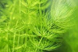 Foxtail Aquarium Live Plant || Aquarium Live Plant of Foxtail || 8 Plants