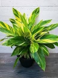 Garden Art live indoor plant (AlpiniaVariegata)