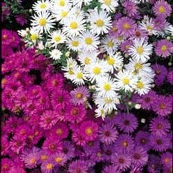 KINGS SEEDS Michaelmas Daisy Nostalgia Mixed