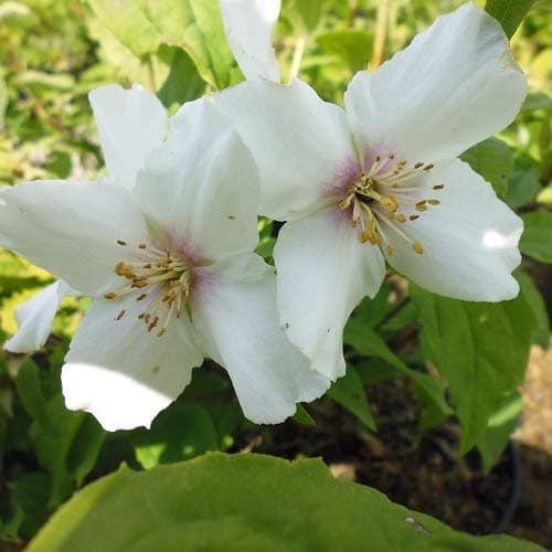 Philadelphus Belle Etoile