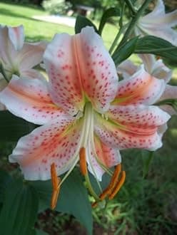 SVG® Oriental lily Double Imported Flower Bulbs All season for Your Home and Gardening Pack 2 bulbs (PINK SHADED)