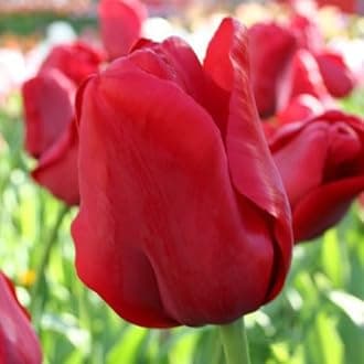 Escape Triumph Tulip Bulbs – Pre-Chilled Since Fall for Faster Blooms | Vibrant Red Flowers, Long-Lasting & Easy to Grow | Premium Perennials for Spring Gardens & Indoor Forcing (250 Pack)