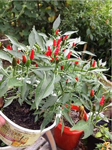 Fresh Pepper,Siling Labuyo,(10 Seeds)