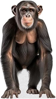 Chimpanzee - Life Size Cardboard Cutout Standup People with Support Standee | Animals -