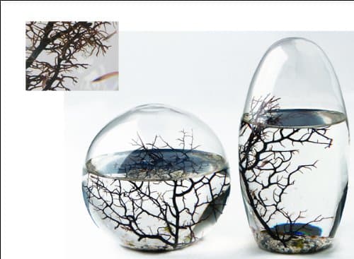 EcoSphere Small Egg 3-4 Shrimps