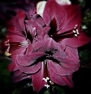 SVG® Imported Double Amaryllis Lily Flower Bulbs for Planting and Gardening, Pack Of 2 Bulbs (Dark Maroon)