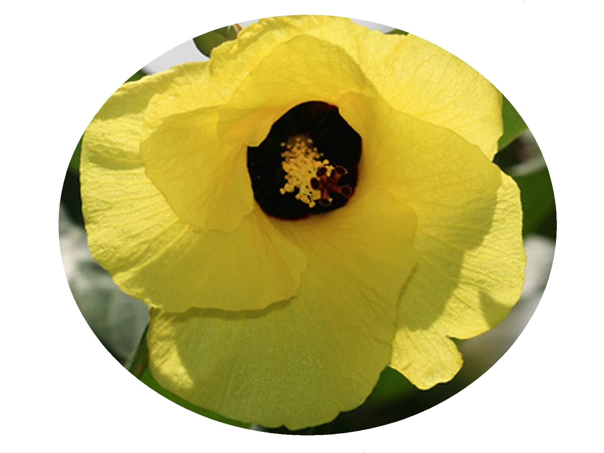 Mahoe Solid Leaf Sea Hibiscus Tropical Tree Live Plant Colored Leaves Yellow Coral Flowers Starter Size 4 Inch Pot Tree Plant Emeralds R