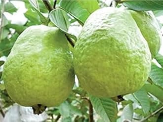 Premium Varity Banarsi Guava Live Fruit Plants & Tree Bonsai Fruit Plant All Season Fruit Plant