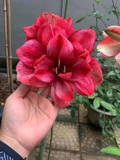 SVG® Imported Double Amaryllis Lily Flower Bulbs for Planting and Gardening, Pack Of 2 Bulbs (Light Maroon)