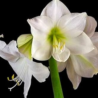 Brilliant Amaryllis Bulbs : Professional for Enhancing Your Garden Decoration-2 Bulbs-A