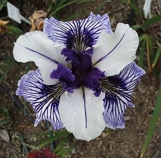 SVG® Dutch Iris Flower Bulbs for Your Home and Gardening Pack of 2 Bulbs (LITE PURPLE)