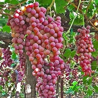 Grapes plant grafted for hot climate Pack of 1 live plant