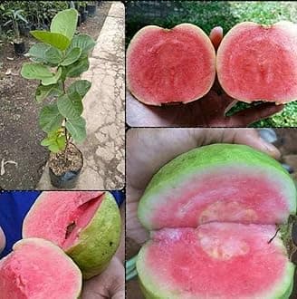 Live Red Guava Tree, Fast Growing Fruit Plant for Home & Patio, Enjoy Sweet Juicy Guavas, Low Maintenance