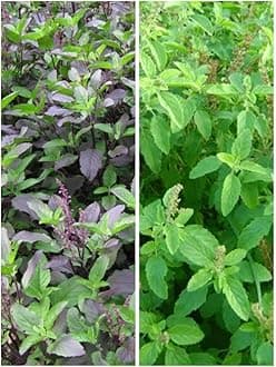 Combo of 2 Rama Tulsi & Krishna Tulsi Real Rama Shyama Ayurvedic Tulsi Plants Kali Hari Green Black Medicinal Tulsi