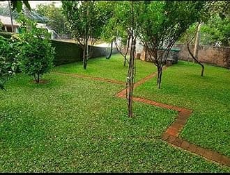 OhhSome Pearl Grass Buffalo Trays (Almost 100 Seedling In Tray) Turf Carpet For Balcony, Lawn Terrace, Garden All Season (Healthy Live Plant)