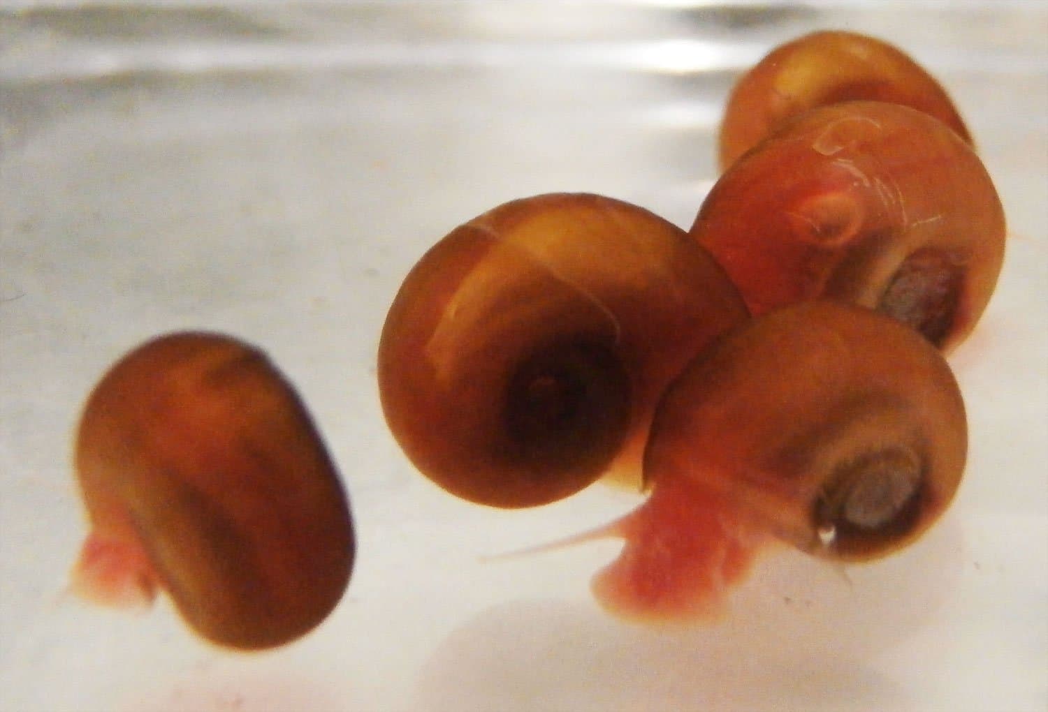 Live Red Ramshorn Snails Medium x3