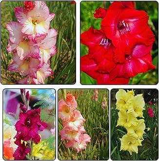 Gladiolus | Mix Of 5 Color | 12 Bulbs | Double Petal Flower | Bold Size Bulb | Flower Bulb | Home Gardening | 95% Germination Rate | Best Color Combination
