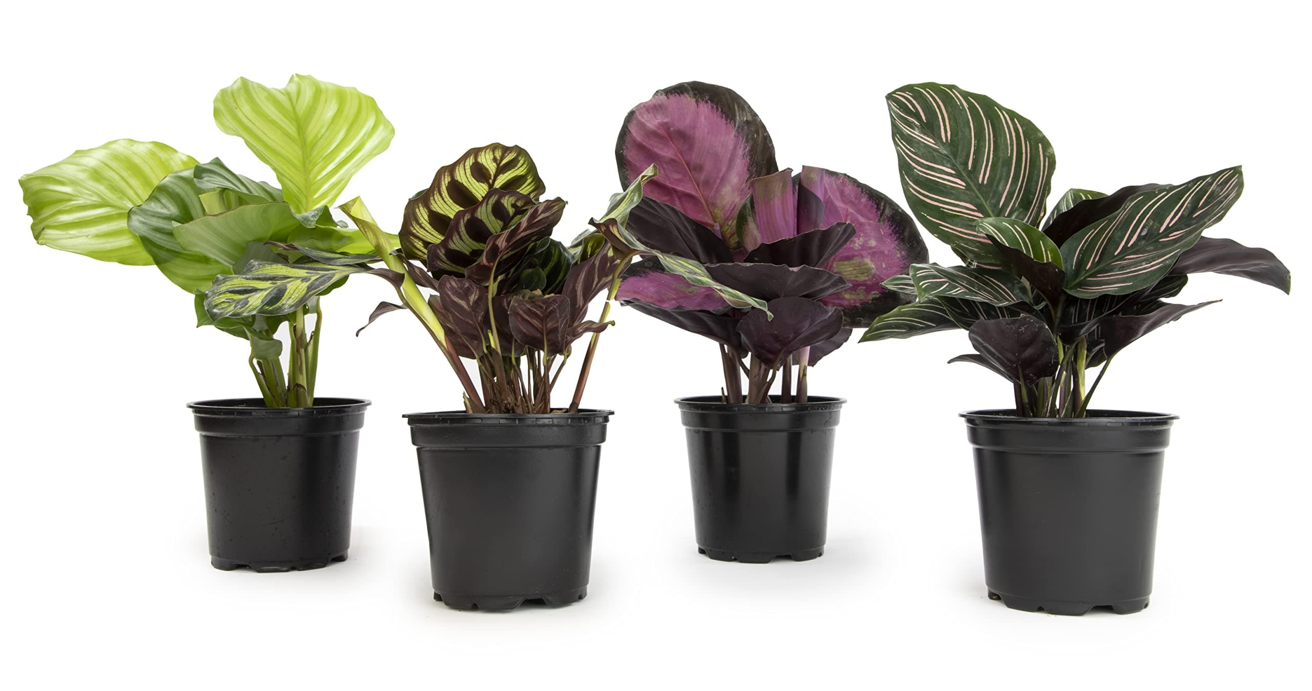 Pet-Friendly Calathea