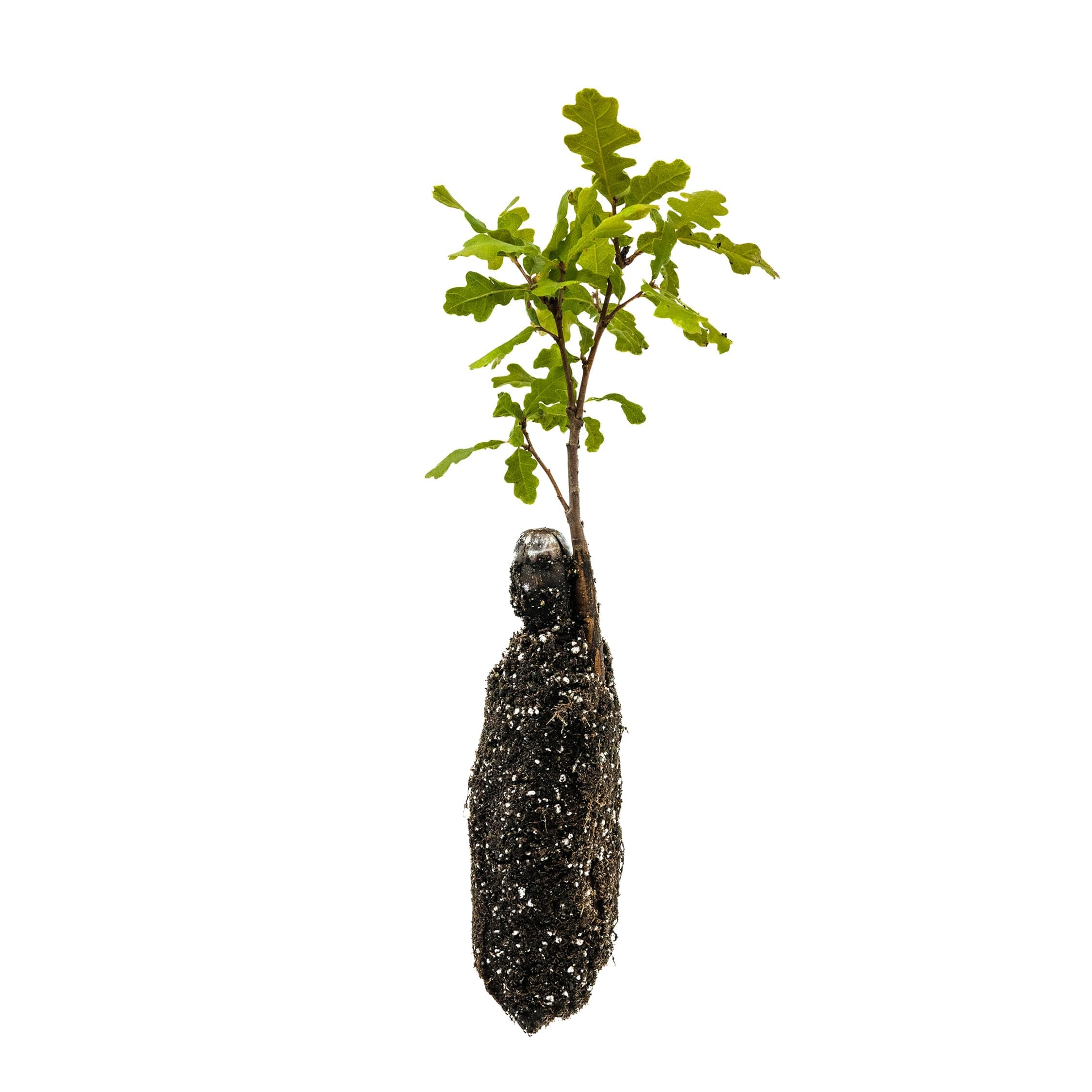 Valley Oak | Medium Tree Seedling | The Jonsteen Company