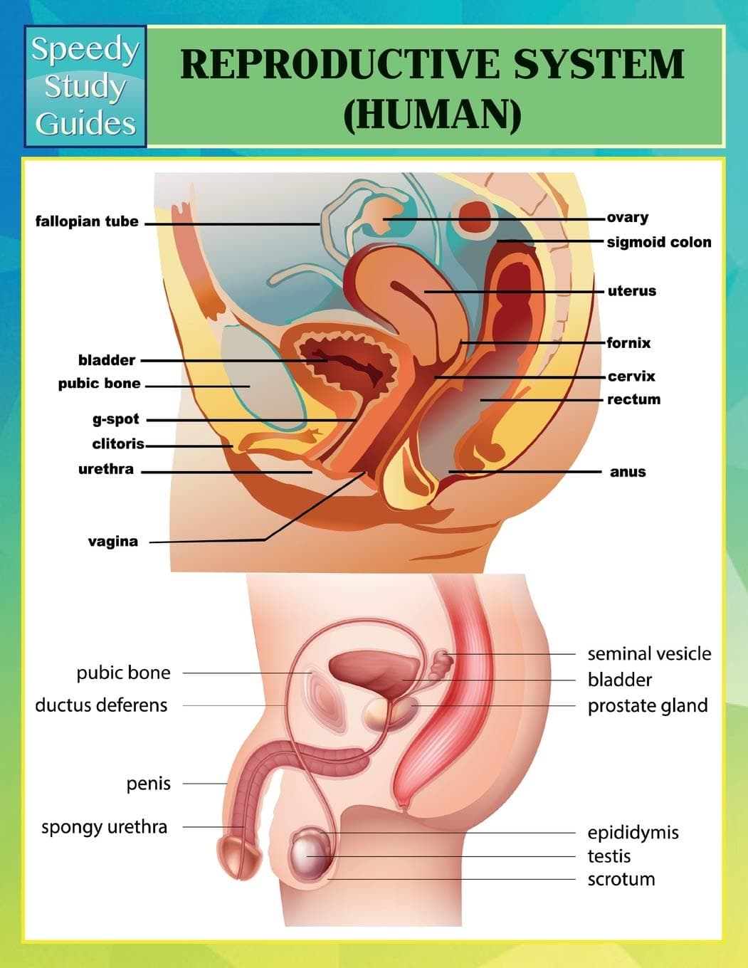Reproductive System (Human) (Speedy Study Guides) Paperback – July 28, 2014