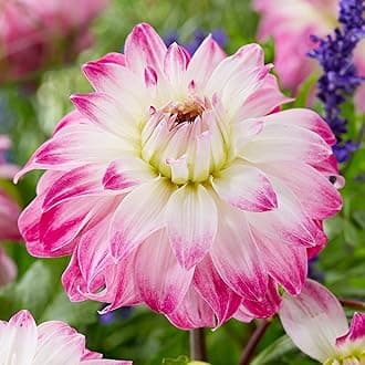 Dahlia Pink Petticoat Flower Bulbs - Summer Flowering Bee Plants - Easy to Grow Tubers Producing Showy White and Pink Flowers into Autumn - Grow in Beds, Borders, and Pots (Pack of 1 Dahlia Bulbs)