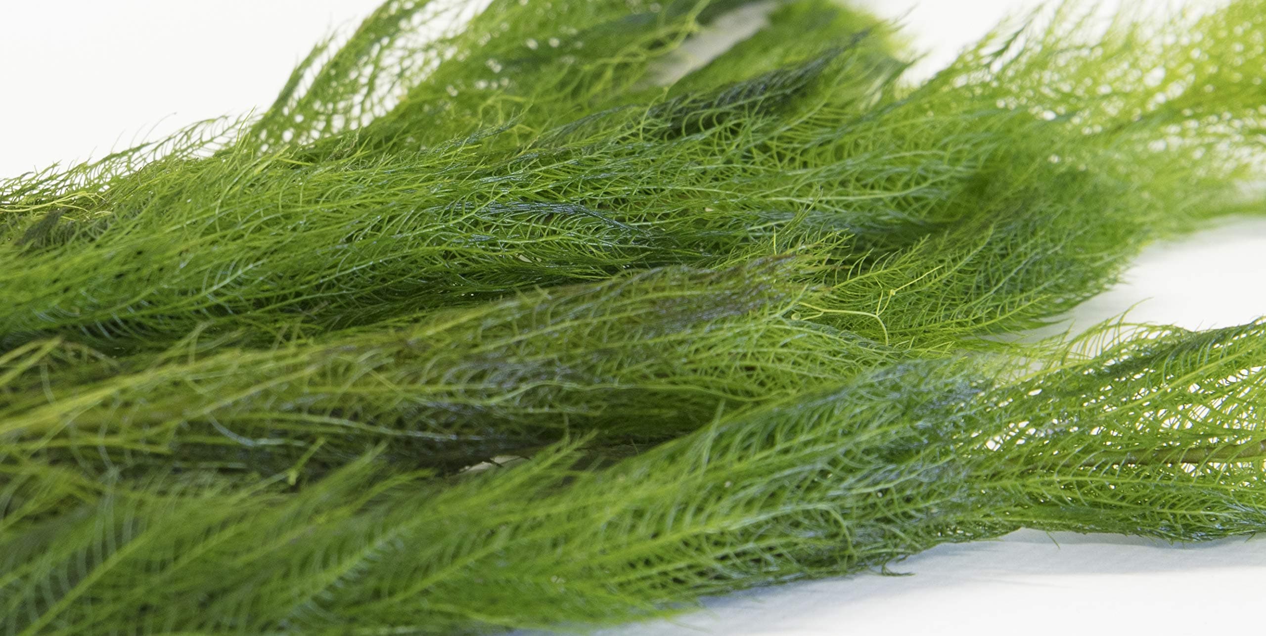 – Milfoil Oxygenating Pond Plant (2 Bunch)