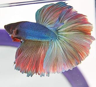 Halfmoon Betta - Male - Live Aquarium Tropical Fish