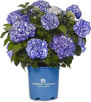 Endless Summer Collection - Hydrangea mac. Endless Summer BloomStruck (Reblooming Hydrangea) Shrub, RB purple, #3 - Size Container