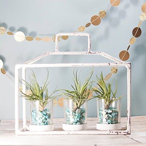 Metal Frame Air Plant Holder